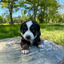 Boone Boone - Black tri-color female Australian Shepherd puppy in Newton, Mississippi from Bright Star Aussies