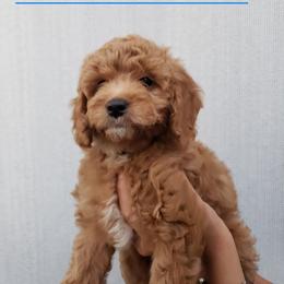 Goldendoodle Puppies from Hartman Goldendoodles