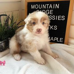 Kindle - Red merle female Australian Shepherd puppy in Murrayville, Georgia from Mountain Ridge Aussies