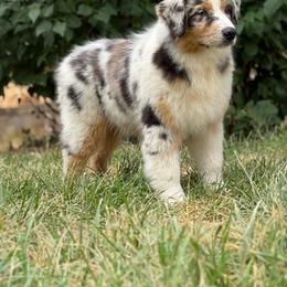 Almond - Blue merle male Australian Shepherd puppy in Touchet, Washington from Windust Kennels
