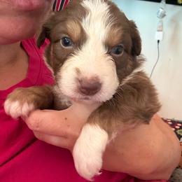 Beth - Red tri-color female Australian Shepherd puppy in Four Oaks, North Carolina from RoseWest Farms
