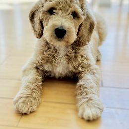 Goldendoodle Puppies from Sunrise Doodles