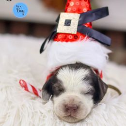 Corduroy - Chocolate male Australian Labradoodle puppy in Redding, California from Shasta Royal Monroe Puppies