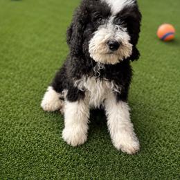 Peter - Male - Black and white male Bernedoodle puppy in Peoria, Arizona from Wroth's Pawsibilities