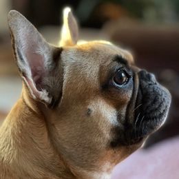 French Bulldogs from Fat Moon Frenchies