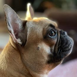 French Bulldogs from Fat Moon Frenchies