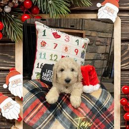 Goldendoodle Puppies from Chrissydoodles