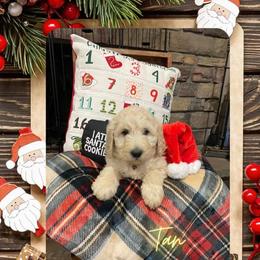 Goldendoodle Puppies from Chrissydoodles