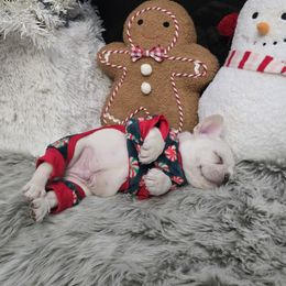 Big boy aka Yettie - Cream male French Bulldog puppy in North Branch, Minnesota from Halverson Bulldogges
