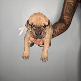 Shiloh - Fawn female Cane Corso puppy in Elkhart, Indiana from Martins Almighty Cane Corsos
