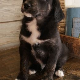 Bordoodles from Pleasant Valley Homestead WI