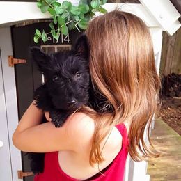 Scottish Terriers from Midwest Scotties