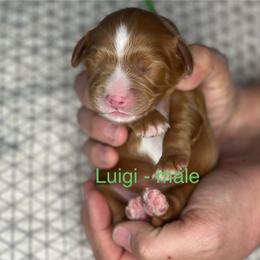 Luigi - Red male Cavapoo puppy in Herriman, Utah from Shaggy Mountain Pups LLC