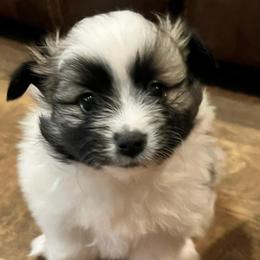 Dexter - Tri-colored male Pomeranian puppy in Hernando, Mississippi from The Pom Squad