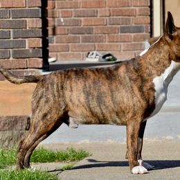 Bull Terrier All Grown Up from HP BULL’S