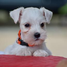 Onna - White female Miniature Schnauzer puppy in Sumner, Texas from 3M Kennels, LLC