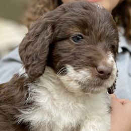 Aussiedoodles, Goldendoodles, and Poodles from North Florida Poodles and Doodles