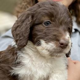 Aussiedoodles, Goldendoodles, and Poodles from North Florida Poodles and Doodles
