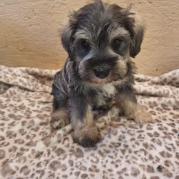 Casey - Salt and pepper male Miniature Schnauzer puppy in Warrenville, South Carolina from All Paws Pet Resort