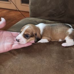 Dachs (red piebald) - Piebald Dachshund puppy in Lindsay, California from Lazy K&M Dachshunds
