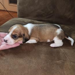 Dachs (red piebald) - Piebald Dachshund puppy in Lindsay, California from Lazy K&M Dachshunds