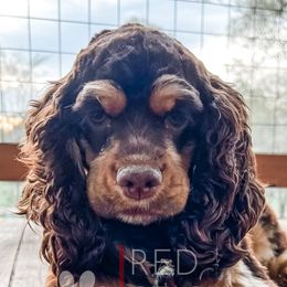Cavapoos, Cockapoos, Cocker Spaniels, and Goldendoodles from Red Stick Kennels, LLC