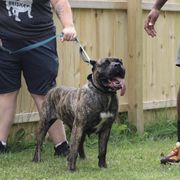 Orïsha - Perro de Presa Canario