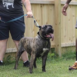 Orïsha - Perro de Presa Canario