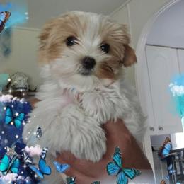 Green parti boy - Parti male Yorkshire Terrier puppy in Inverness, Florida from Luvayorkie&more