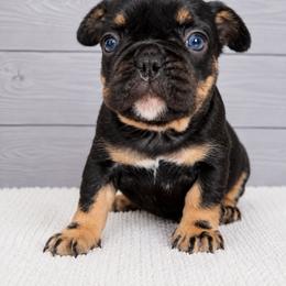Sookie - Black and tan female French Bulldog puppy in Warm Springs, Arkansas from State Line Dachshunds & Frenchies