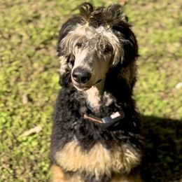 Lilah - Poodle