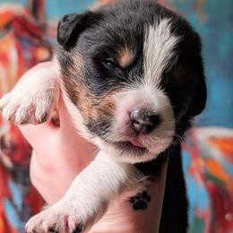 Doc - Black tri-color male Australian Shepherd puppy in Georgetown, Texas from River Reign Australian Shepherds