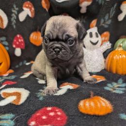 Fiona - Fawn female Pug puppy in Winter Haven, Florida from Lisa's Pugalicious Pugs