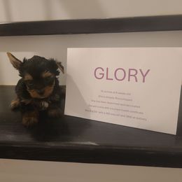 Glory - Black and tan female Yorkshire Terrier puppy in Clermont, Florida from Bella's Prissy Butts