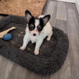 Ravyn's Girl 2 - White black and tan female Papillon puppy in Joshua, Texas from Summertime Kennels