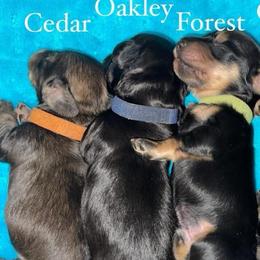 Cedar - Cream male Dachshund puppy in Rogue River, Oregon from Bear Feet Dachshunds
