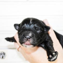 Miniature Australian Shepherd Puppies from Yarborough Kennels