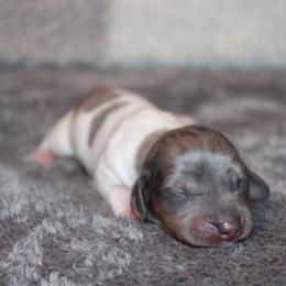 Grey dapple girl - Dapple female Dachshund puppy in Stockton, California from Wiggles & Wags Dachshund's