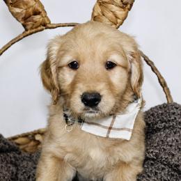 Gideon - Cream male Goldendoodle puppy in Yukon, Oklahoma from Silver Barn Doodles