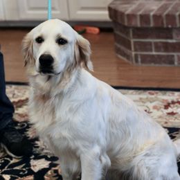 Jaycie - Golden Retriever