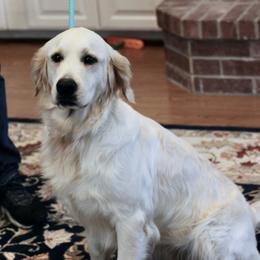 Jaycie - Golden Retriever