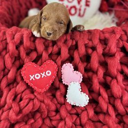 Goldendoodle Puppies from Maryland Designer Doodles
