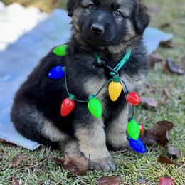 German Shepherd and Miniature American Shepherd Puppies from Bouchard’s Best Shepherds