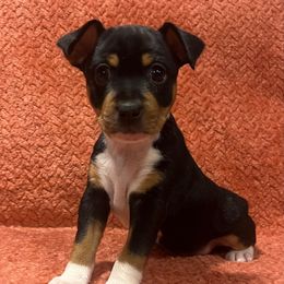 Omelet - Black white and tan male Rat Terrier puppy in Manton, California from Tehama Terriers