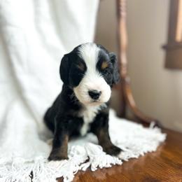 Hugs - male Australian Mountain Doodle puppy in Iowa from Burkhart Family Puppies