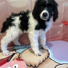 Zeus - Parti male Poodle puppy in Mobile, Alabama from Semmy’s Standard Poodle LLC
