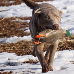 Labrador Retriever All Grown Up from DLime Ranch Silver Labs