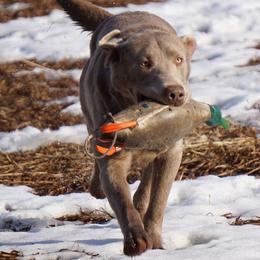 Labrador Retriever All Grown Up from DLime Ranch Silver Labs