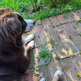 Australian Shepherd All Grown Up from Happy Leo’s Australian Shepherds