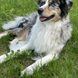 Nora - Australian Shepherd